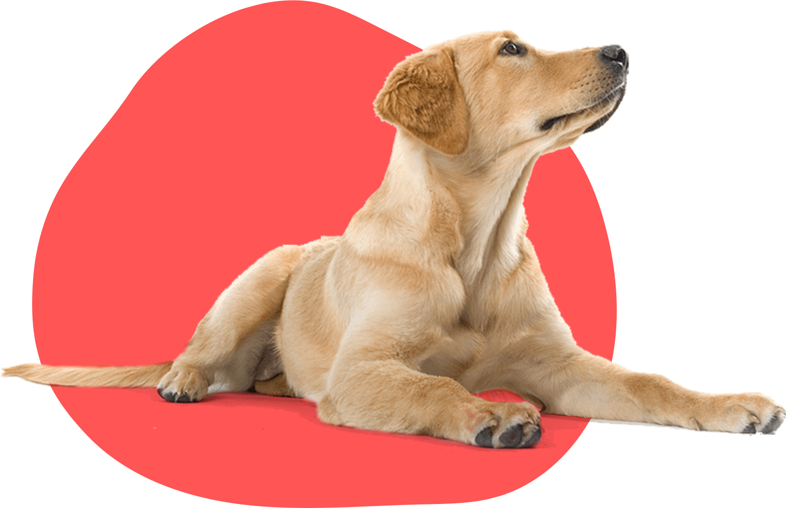 toppng.com-happy-dog-png-dogs-labradors-750x407 copy